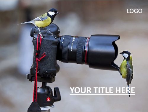 Wildlife photography template