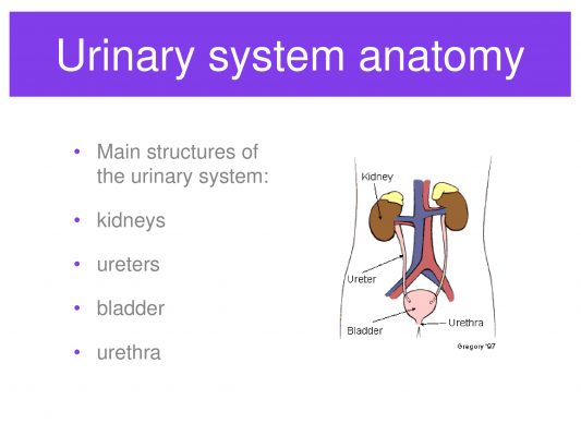 Urinary System (Water control and nitrogen disposal) templates with slides