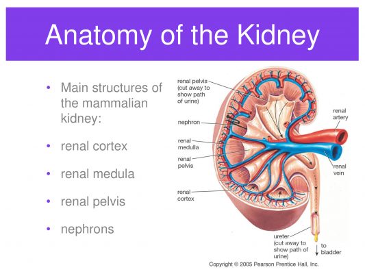 Urinary System (water Control And Nitrogen Disposal) Templates With Slides